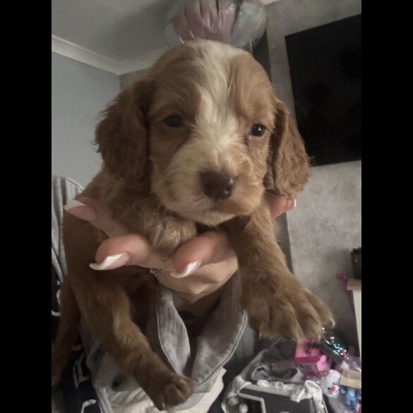 Working Cocker Spaniel