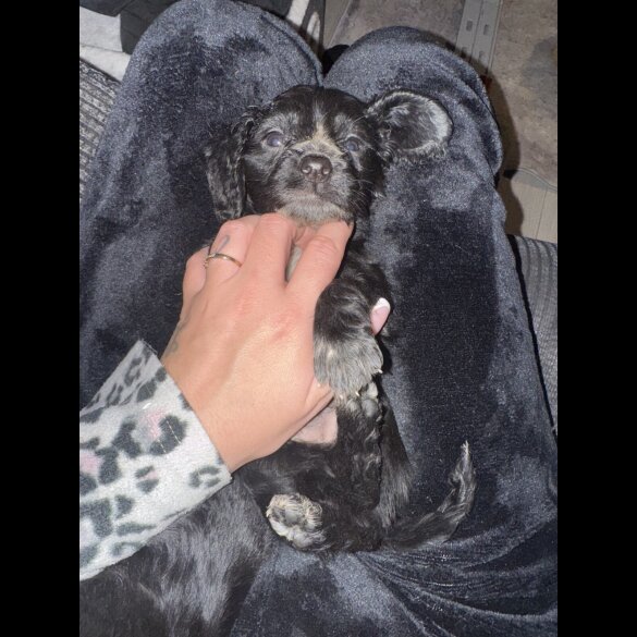 Working Cocker Spaniel