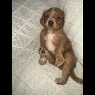 Working Cocker Spaniel