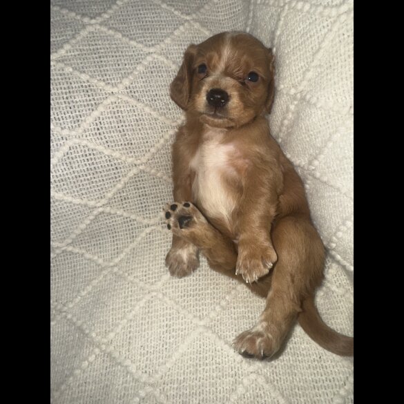 Working Cocker Spaniel