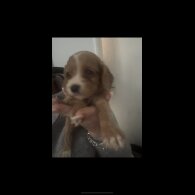 Working Cocker Spaniel