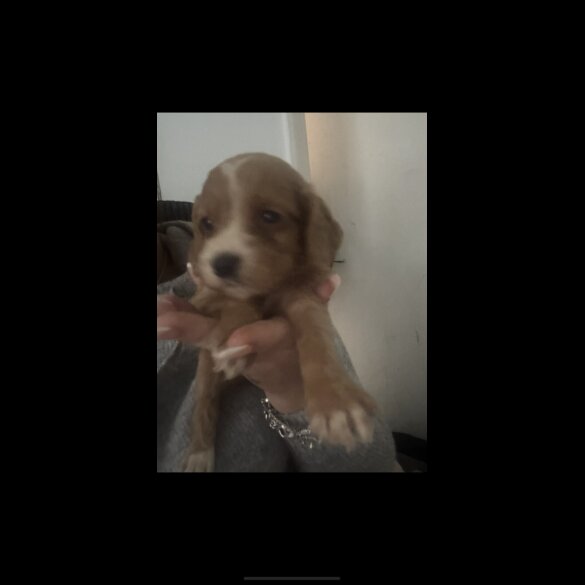 Working Cocker Spaniel