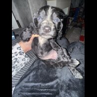 Working Cocker Spaniel