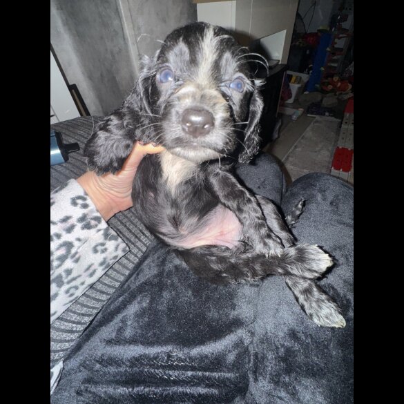 Working Cocker Spaniel