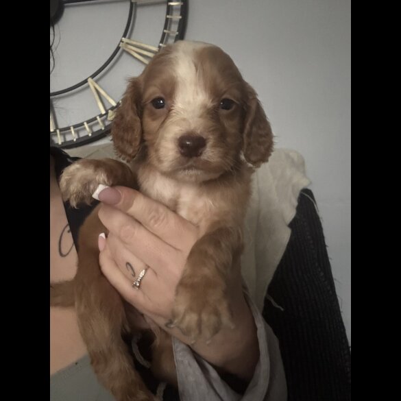 Working Cocker Spaniel