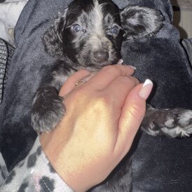 Working Cocker Spaniel