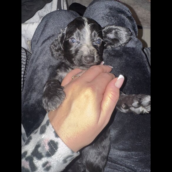 Working Cocker Spaniel
