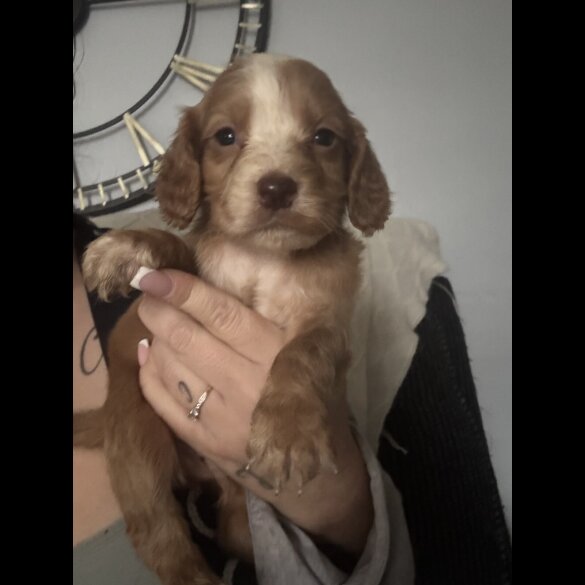 Working Cocker Spaniel