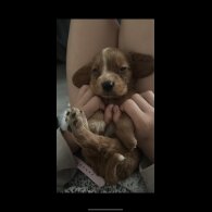 Working Cocker Spaniel