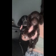 Working Cocker Spaniel