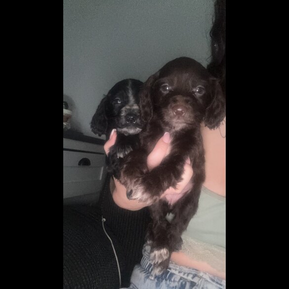 Working Cocker Spaniel
