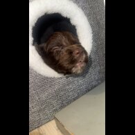Working Cocker Spaniel