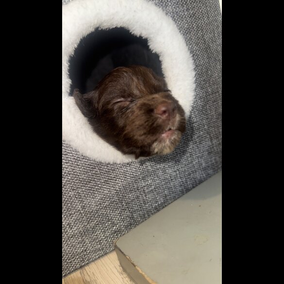 Working Cocker Spaniel