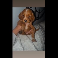 Working Cocker Spaniel