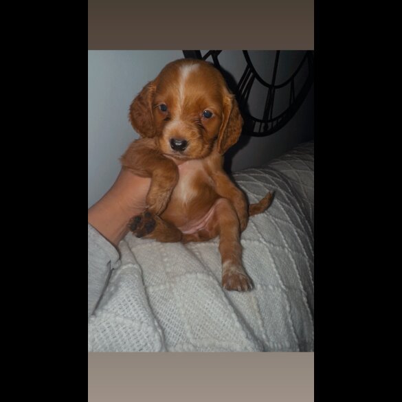 Working Cocker Spaniel