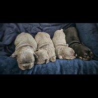 French Bulldog
