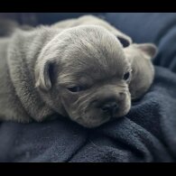 French Bulldog
