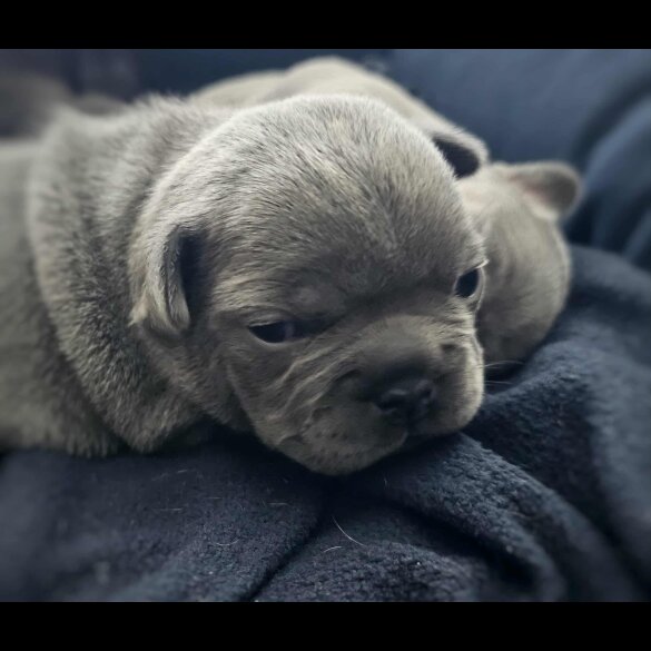 French Bulldog