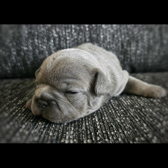 French Bulldog