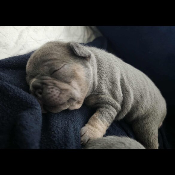 French Bulldog