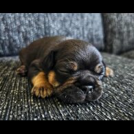 French Bulldog
