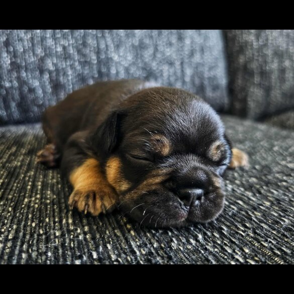 French Bulldog