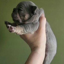 French Bulldog
