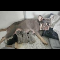 French Bulldog