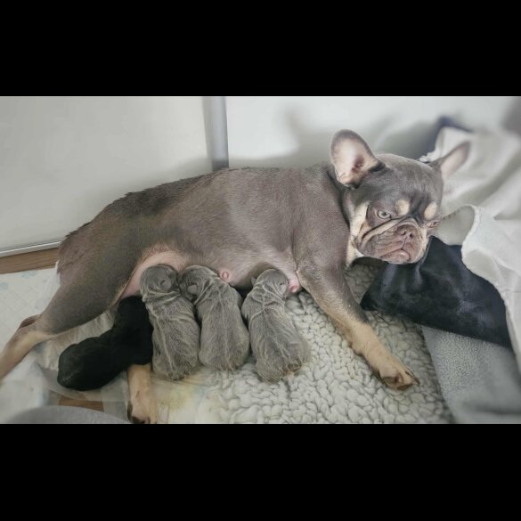 French Bulldog