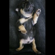 French Bulldog