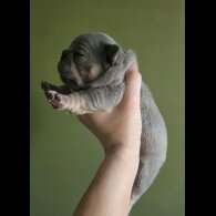 French Bulldog