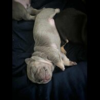 French Bulldog