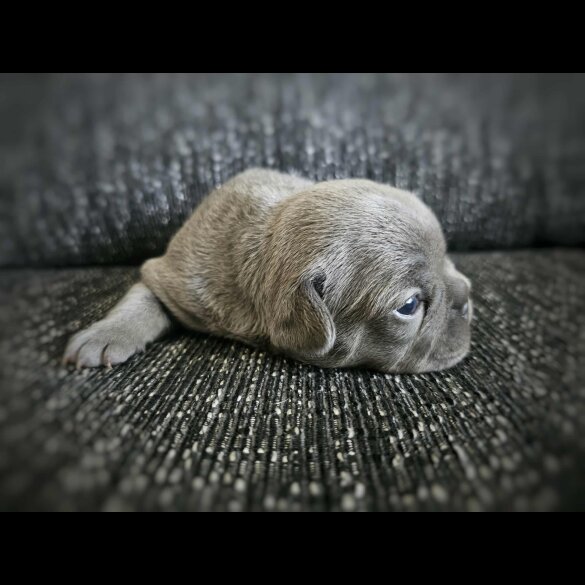 French Bulldog