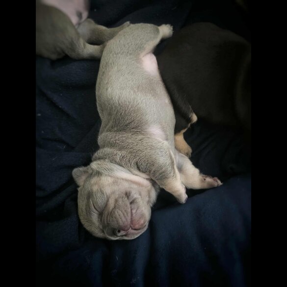 French Bulldog
