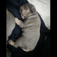 French Bulldog