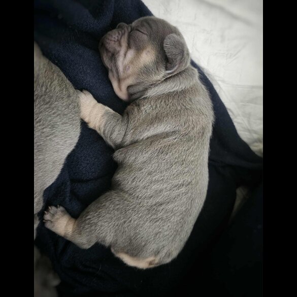 French Bulldog