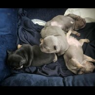 French Bulldog