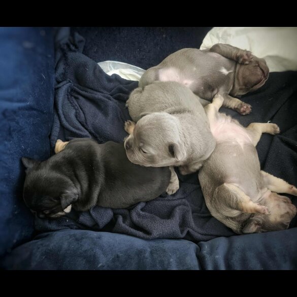 French Bulldog
