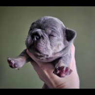French Bulldog