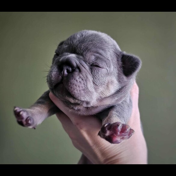 French Bulldog
