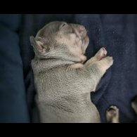 French Bulldog