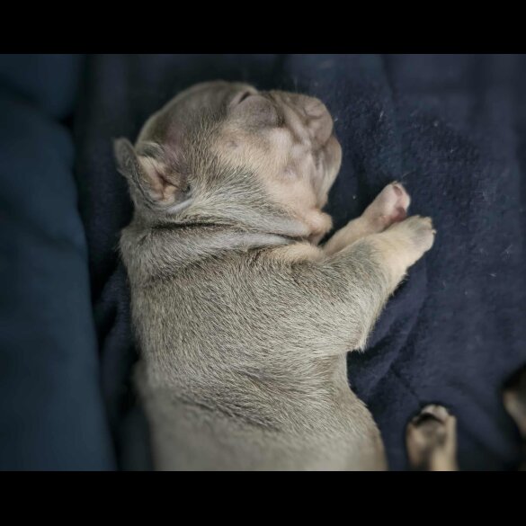 French Bulldog