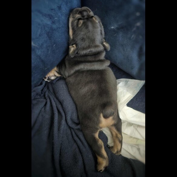 French Bulldog