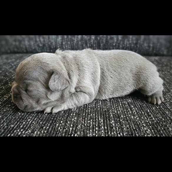 French Bulldog