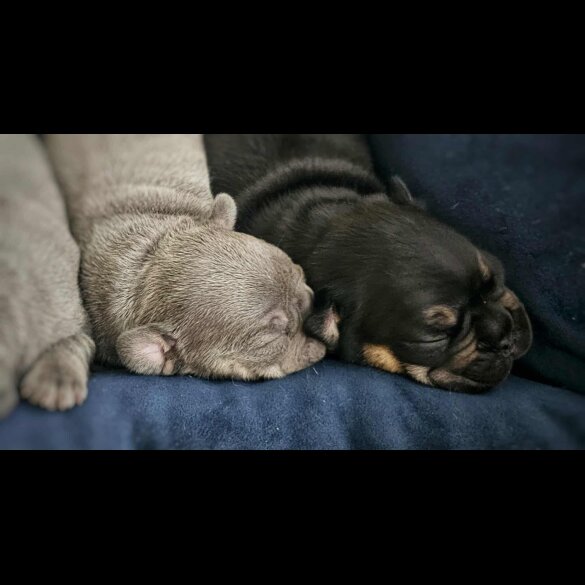 French Bulldog