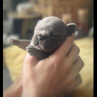 French Bulldog