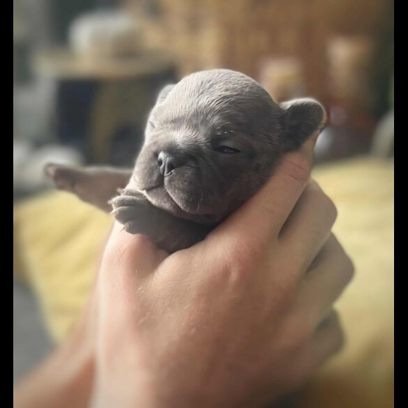French Bulldog