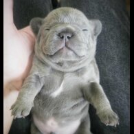 French Bulldog