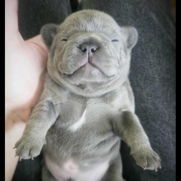 French Bulldog