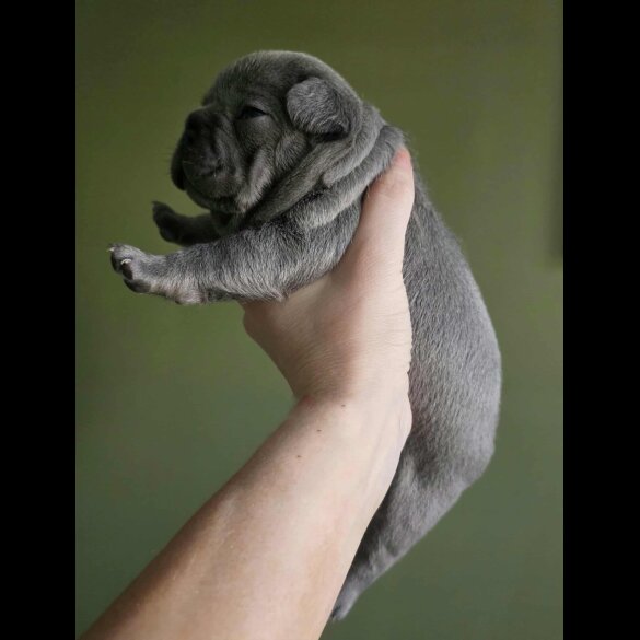 French Bulldog